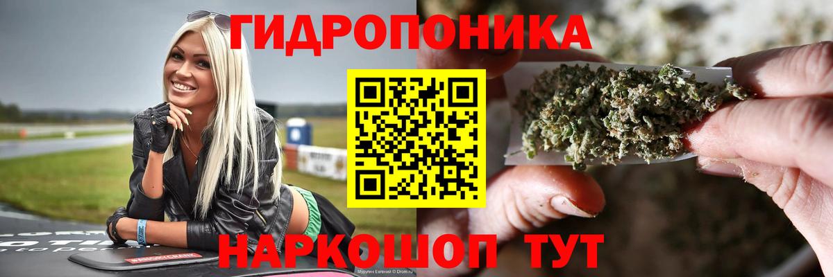 Бошки марихуана OG Kush Сунжа